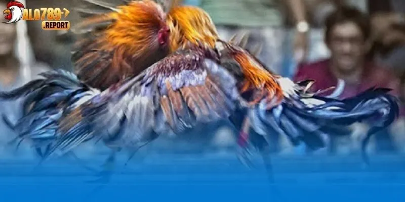 3 cửa cược chính trong sảnh đá gà trực tuyến